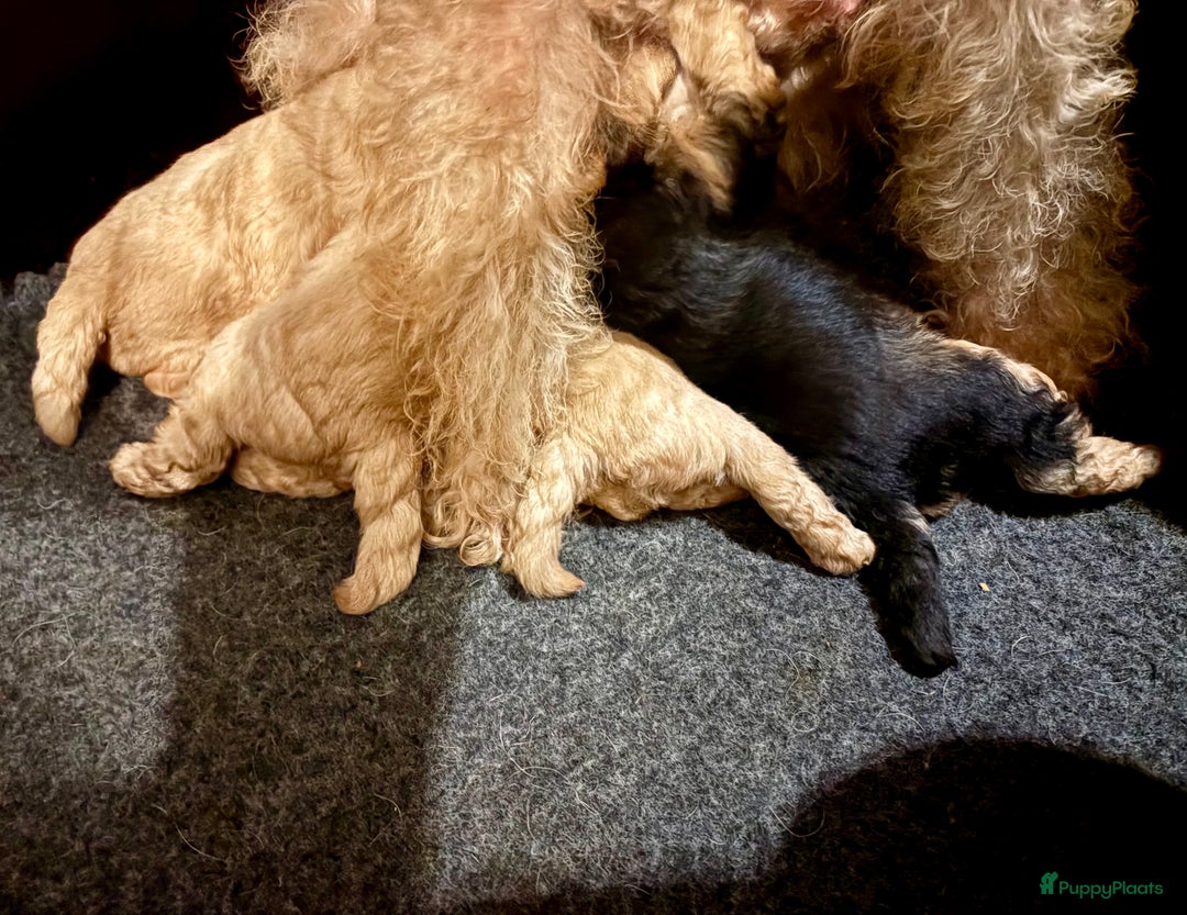 Lakeland Terriër honden te koop: Mooi rood Lakeland teefje  - Advertentie 2