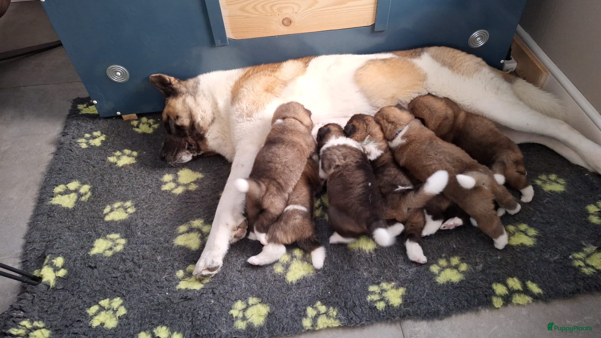 American Akita honden American Akita pups te koop - Advertentie 1