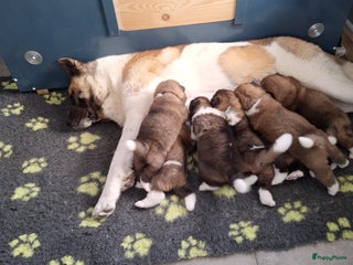 American Akita honden American Akita pups te koop - Advertentie 1