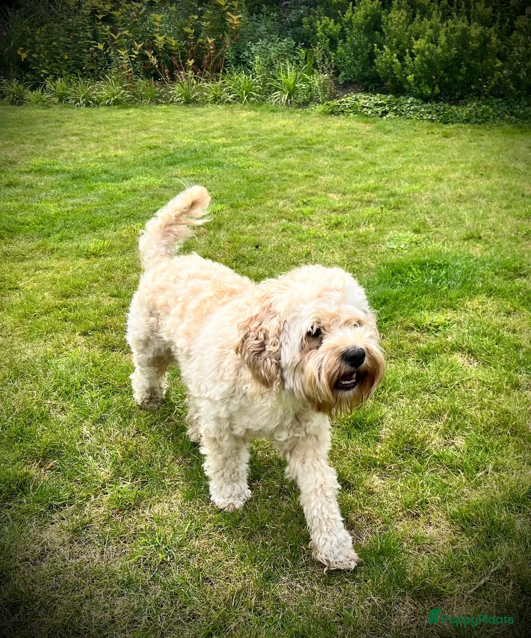 Cockapoo honden ter dekking: Ervaren, gezonde dekreu beschikbaar: lief karakter - Advertentie 7