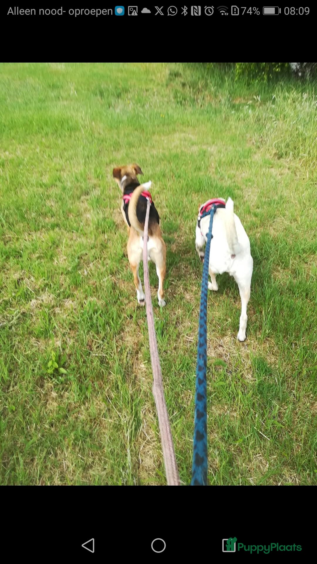 Whippet honden te koop: Gouden mand gevraagt voor kruising whippet - Afbeelding 4