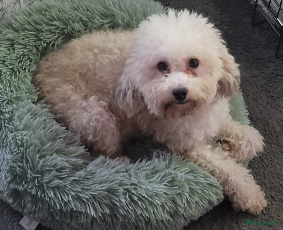 Kruising honden Maltipoo X Labradoodle Medium - Advertentie 1