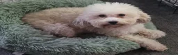 Kruising honden te koop: Maltipoo X Labradoodle Medium - Advertentie 1