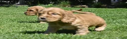 Engelse Cocker Spaniel honden te koop: Speelse Engelse Cocker Spaniel pups - Advertentie 9