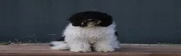 Barbet honden te koop: Liva -lief, zelfverzekerd en altijd in voor actie! - Advertentie 6