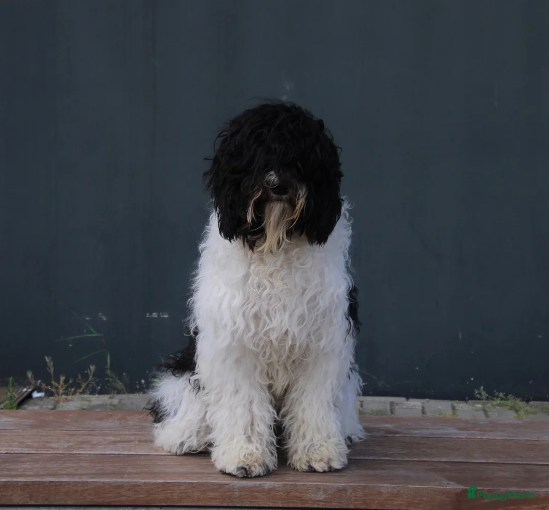 Barbet honden te koop: Liva -lief, zelfverzekerd en altijd in voor actie! - Advertentie 6