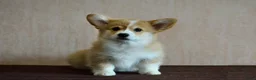 Welsh Corgi Pembroke honden te koop: Welsh Corgi Pembroke pup - Advertentie 2