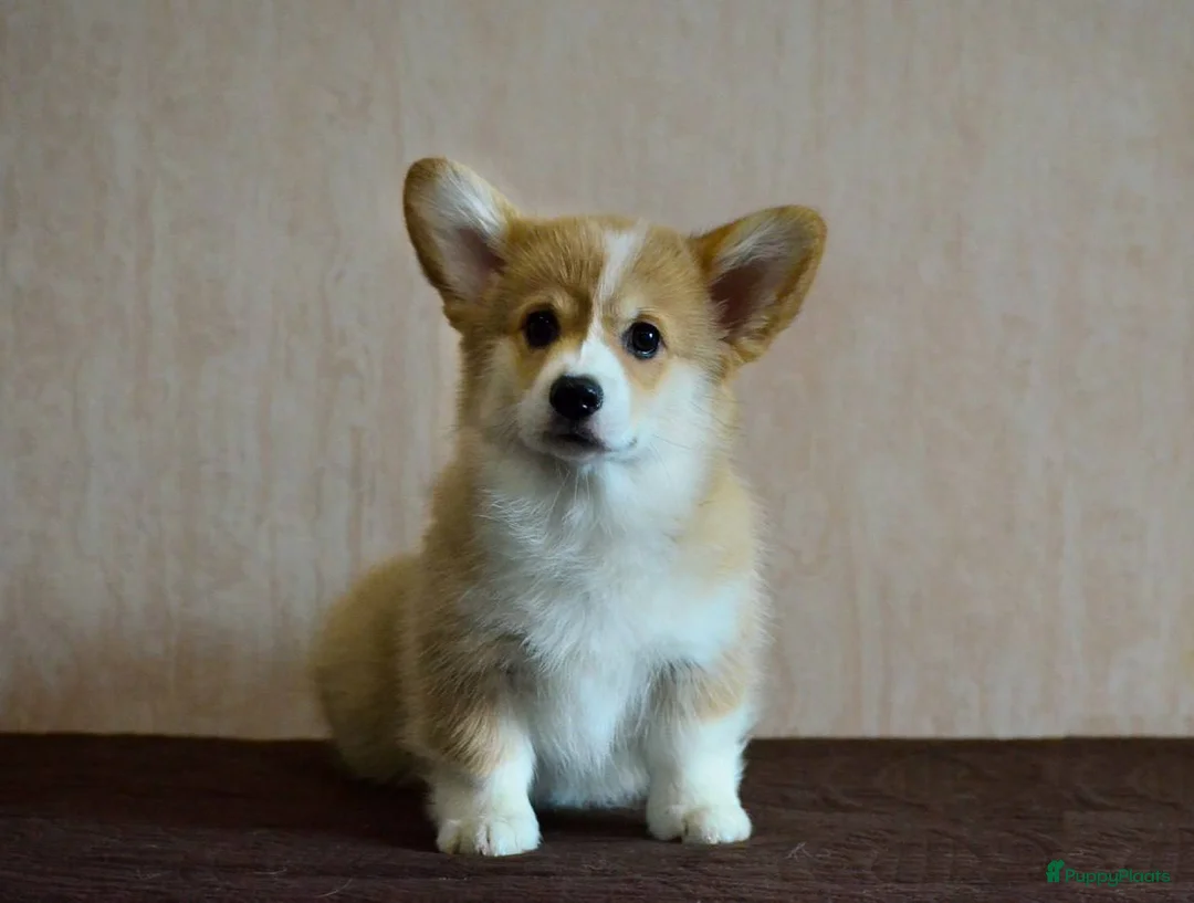 Welsh Corgi Pembroke honden te koop: Welsh Corgi Pembroke pup - Advertentie 2