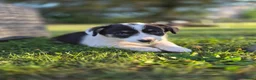 Welsh Corgi Cardigan honden te koop: Welsh corgi pups - mogen vanaf 26 juli direct mee - Advertentie 13