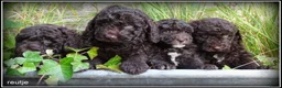 Labradoodle honden te koop: Labradoodle mini +/- 40 cm chocolade bruin - Advertentie 19