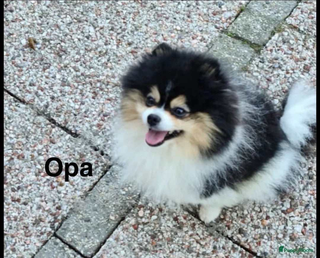 Pomeriaan honden te koop: Pomeriaan (keeshond) reutje 9 weken  - Advertentie 5