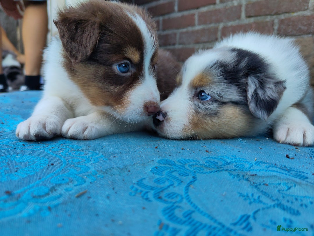 Australian Shepherd honden te koop: Australian Shepherd x Bordercollie pups in Linde - Afbeelding 17