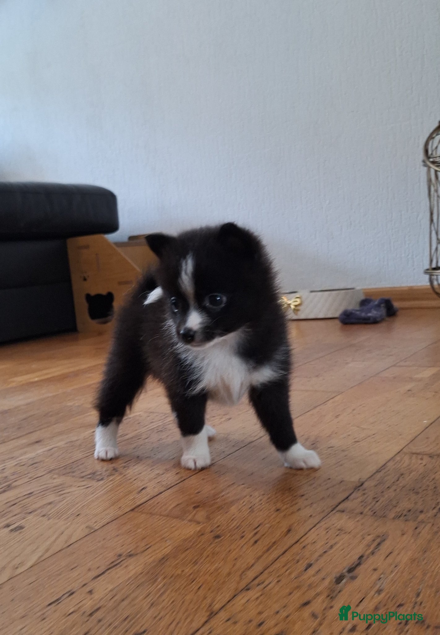 Pomsky honden te koop: Alice 🩷 F3b pomsky puppy - Advertentie 2