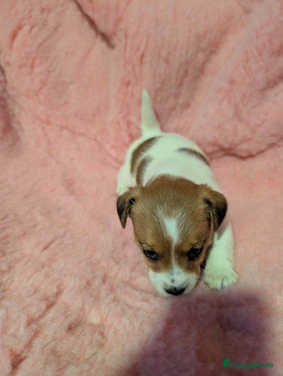 Jack Russel Terriër honden te koop: Jack Russell pups met stamboom  - Advertentie 8