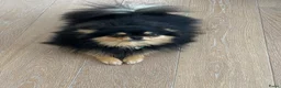 Pomchi honden ter dekking: Black and Tan Pomchi in Oudorp - Advertentie 8