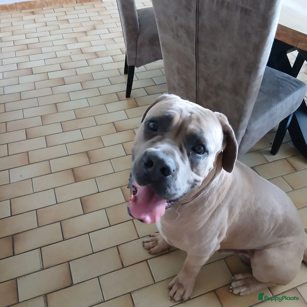 Cane Corso honden te koop: Pups worden verwacht begin augustus - Advertentie 4