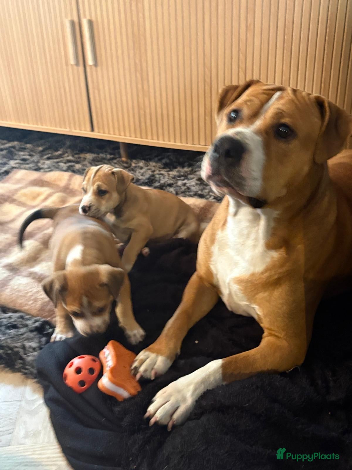American Staffordshire Terriër honden Amerikaanse stafford  - Advertentie 2