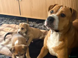 American Staffordshire Terriër honden Amerikaanse stafford - Advertentie 2