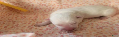 Puppy geel, teefje