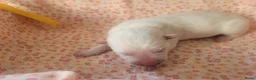 Zwitserse Witte Herdershond honden te koop: 6 prachtige Zwitserse Witte Herder pups te koop  - Advertentie 6