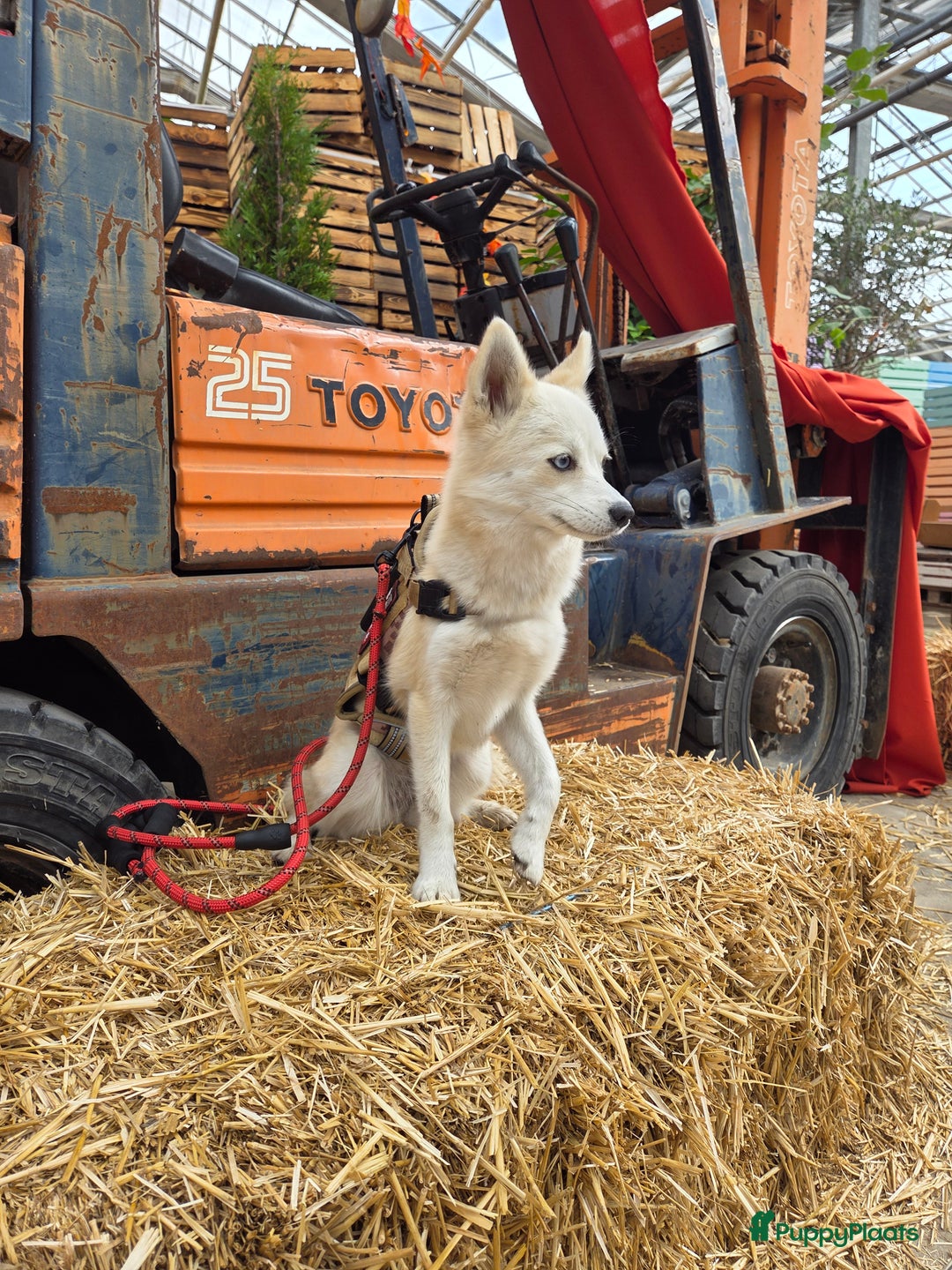 Pomsky honden ter dekking: Dekreu gezocht - Advertentie 6
