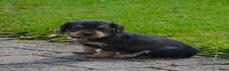 Kruising honden te koop: Supermooie teckel pups - Advertentie 4