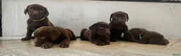 Kruising honden te koop: Zeer mooie Labmaraner pups, Labrador x Weimaraner in Son - Advertentie 7