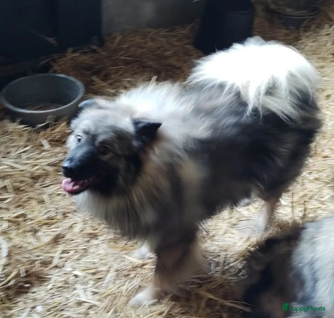 Kruising honden te koop: Labrador X Wolfsgrauwe Keeshond - Advertentie 11