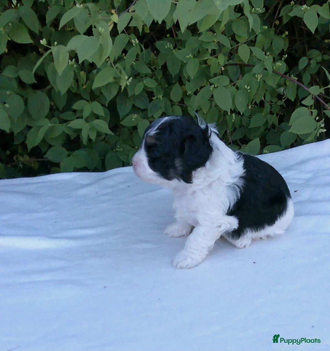 Shihpoo honden te koop: Mini doodle, shihpoo pupjes, reutjes - Advertentie 2