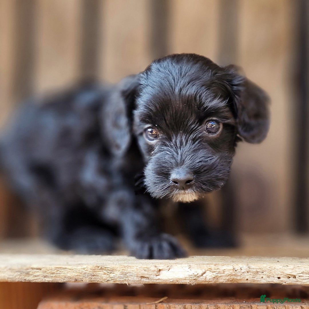 Australian Labradoodle honden te koop: Australian labradoodle Backcross micro/mini - Afbeelding 32