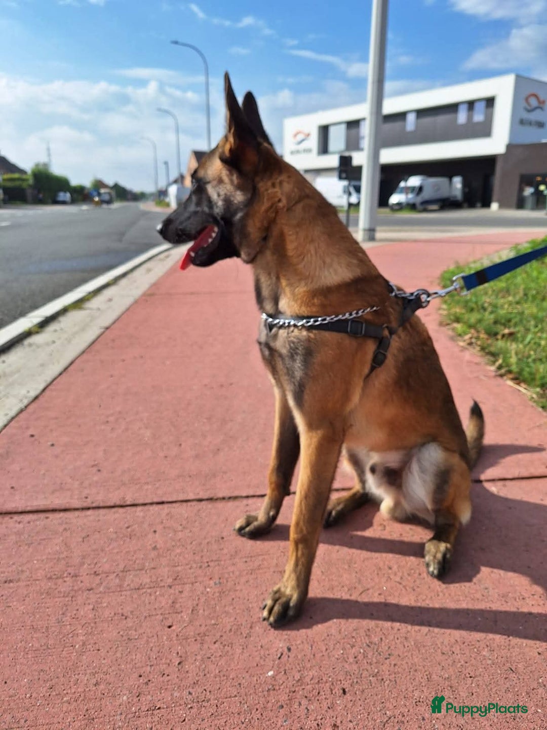 Mechelse Herder honden ter adoptie: Mechelaar  - Advertentie 1