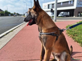 Mechelse Herder honden Mechelaar - Advertentie 10