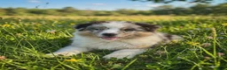 Miniature American Shepherd honden te koop: Mini Aussie (Miniature American Shepherd) - Advertentie 4