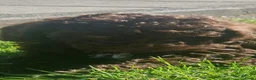 Labradoodle honden te koop: Super lieve mini labradoodle  - Advertentie 3
