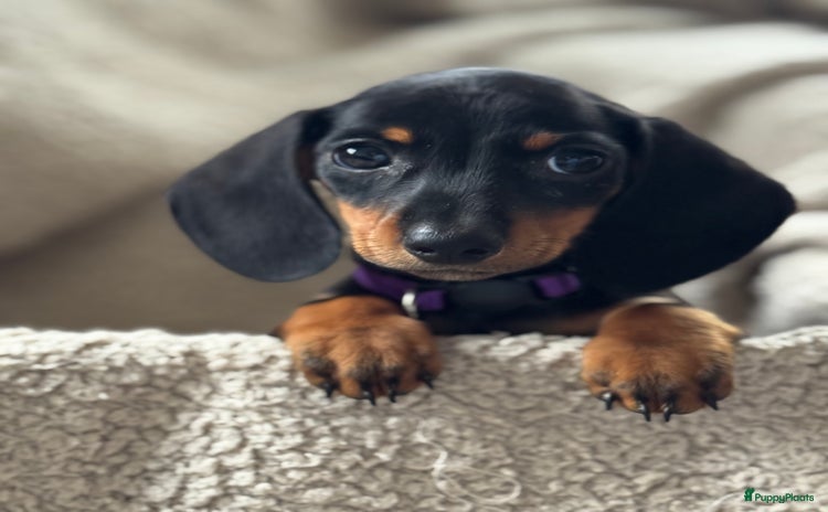 Teckel (korthaar)  honden - Advertentie 2