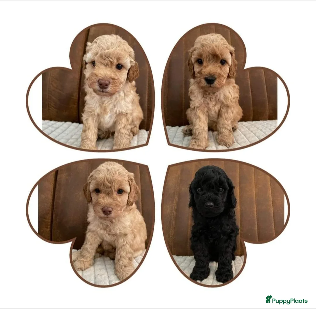 Poedel Toy honden ter dekking: mooi chocobruine toypoedel dekreu in Budel - Advertentie 7