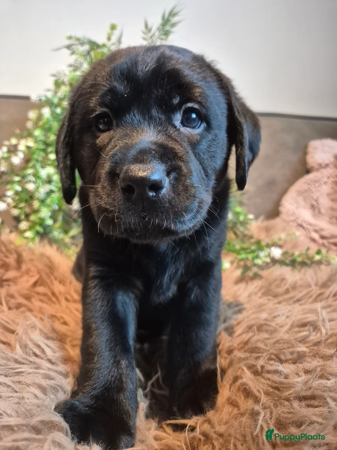 Labrador Retriever honden te koop: Labrador Retriever pups met stamboom  - Advertentie 5