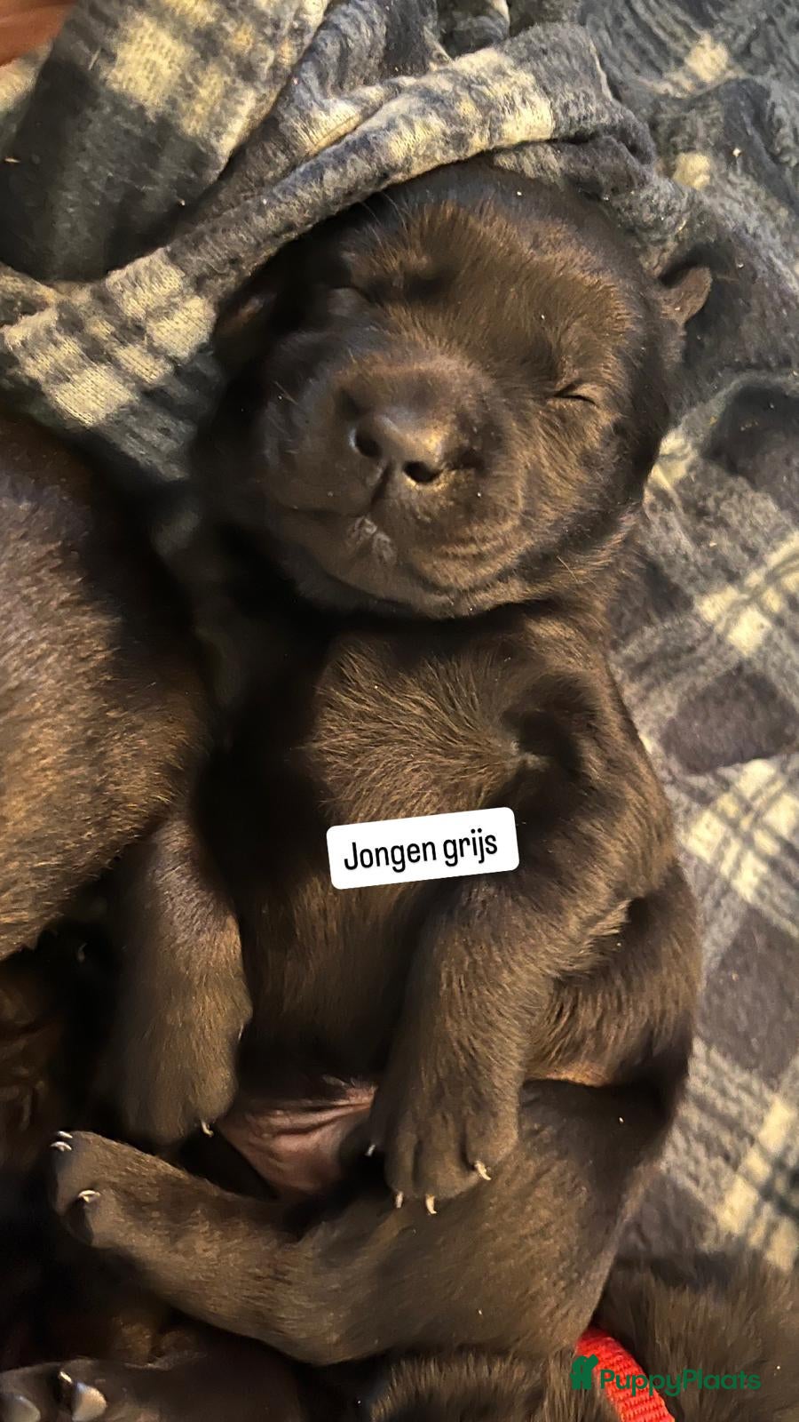 Labrador Retriever honden te koop: lieve labrador puppies te koop - Advertentie 10