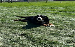 Kruising honden te koop: Berner Sennen x Zwitserse Sennen pups - Afbeelding 19