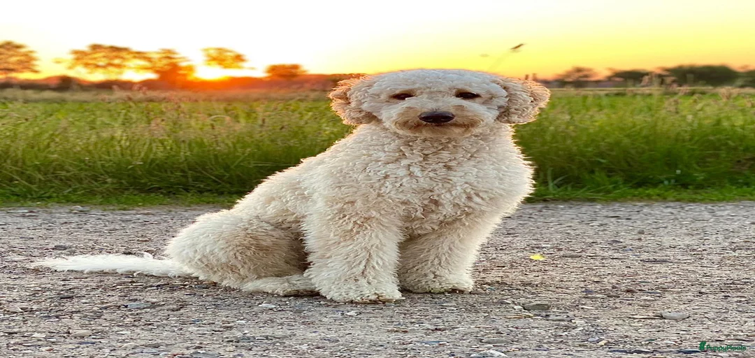 Galerij afbeelding {{count}}