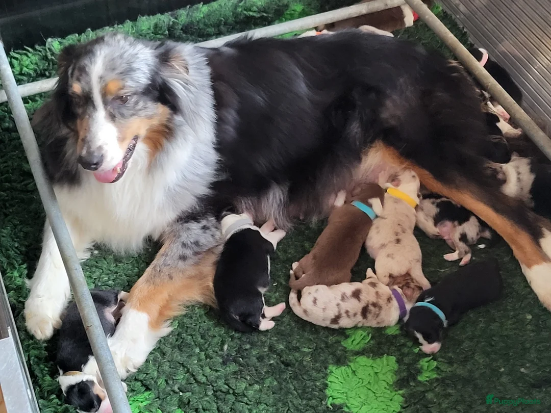 Australian Shepherd honden te koop: Aiustralian Shepherd teefje met FCI Stamboom - Advertentie 11