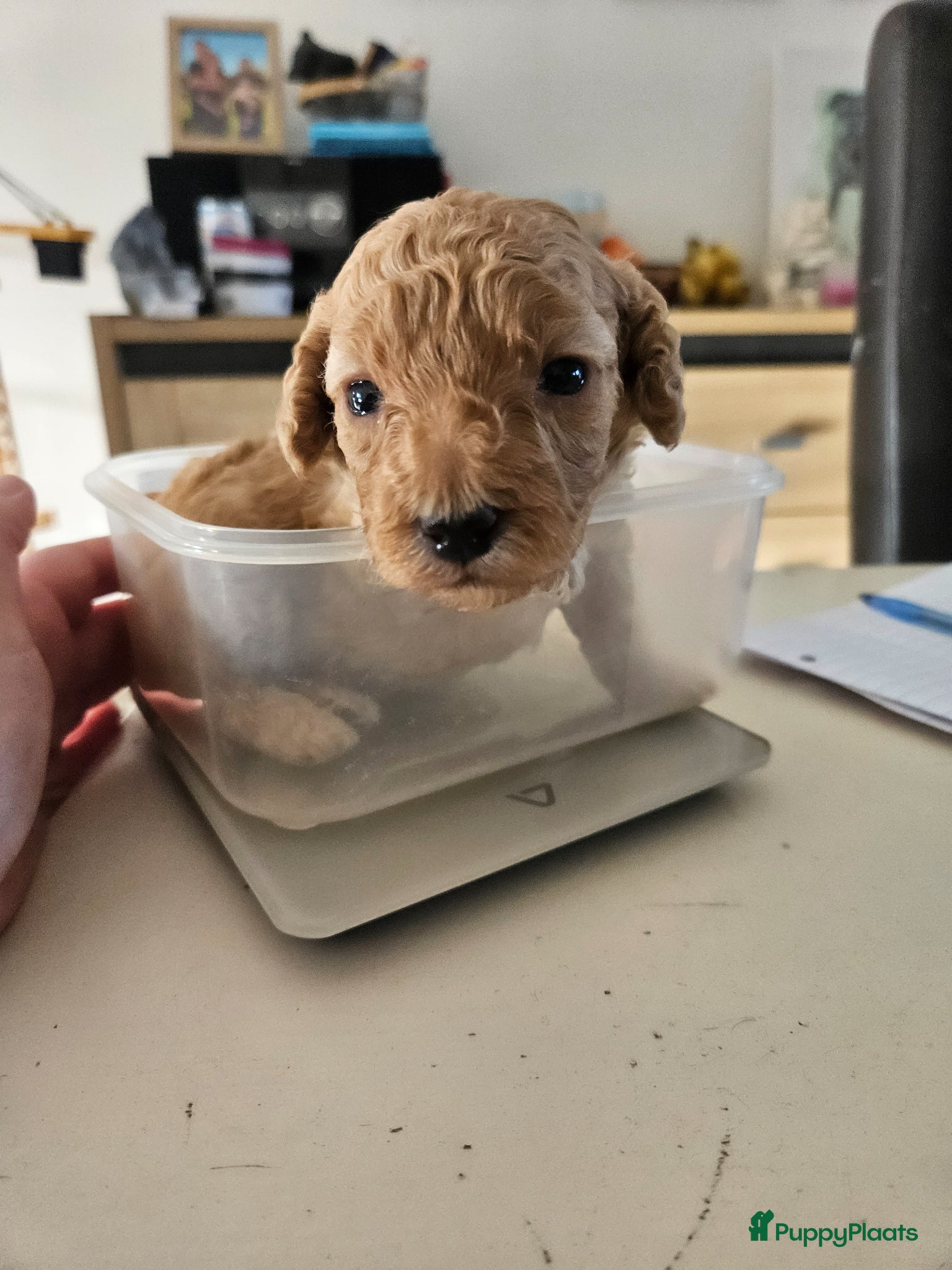 Poedel Toy honden LAATSTE Abrikoos Toy Poedel  - Advertentie 2