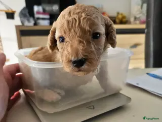 Poedel Toy honden LAATSTE Abrikoos Toy Poedel - Advertentie 2