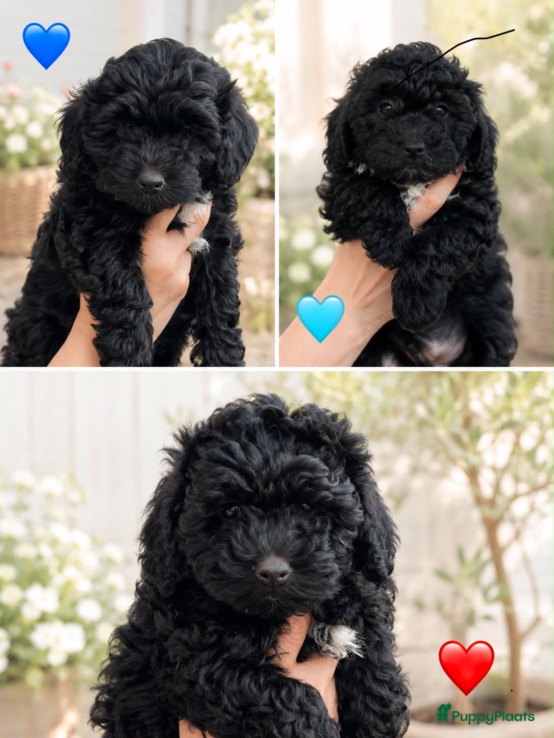 Maltipoo honden Maltipoo - Advertentie 6