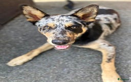 Kruising honden ter adoptie: bartje is helemaal klaar voor vertrek ! - Afbeelding 3