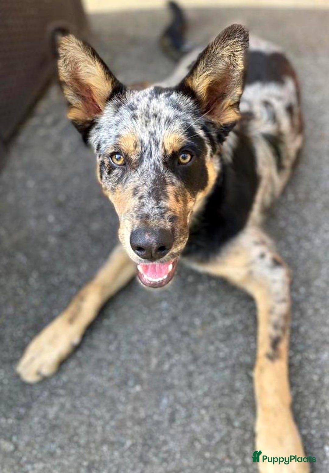 Kruising honden ter adoptie: bartje is helemaal klaar voor vertrek ! - Afbeelding 3