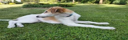 Barsoi honden te koop: Borzoi-teef uit FCI-kennel zoekt lief thuis  - Advertentie 25