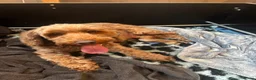 Cockapoo honden te koop: Cockapoo pups f1bb, huiselijk nestje - Advertentie 5