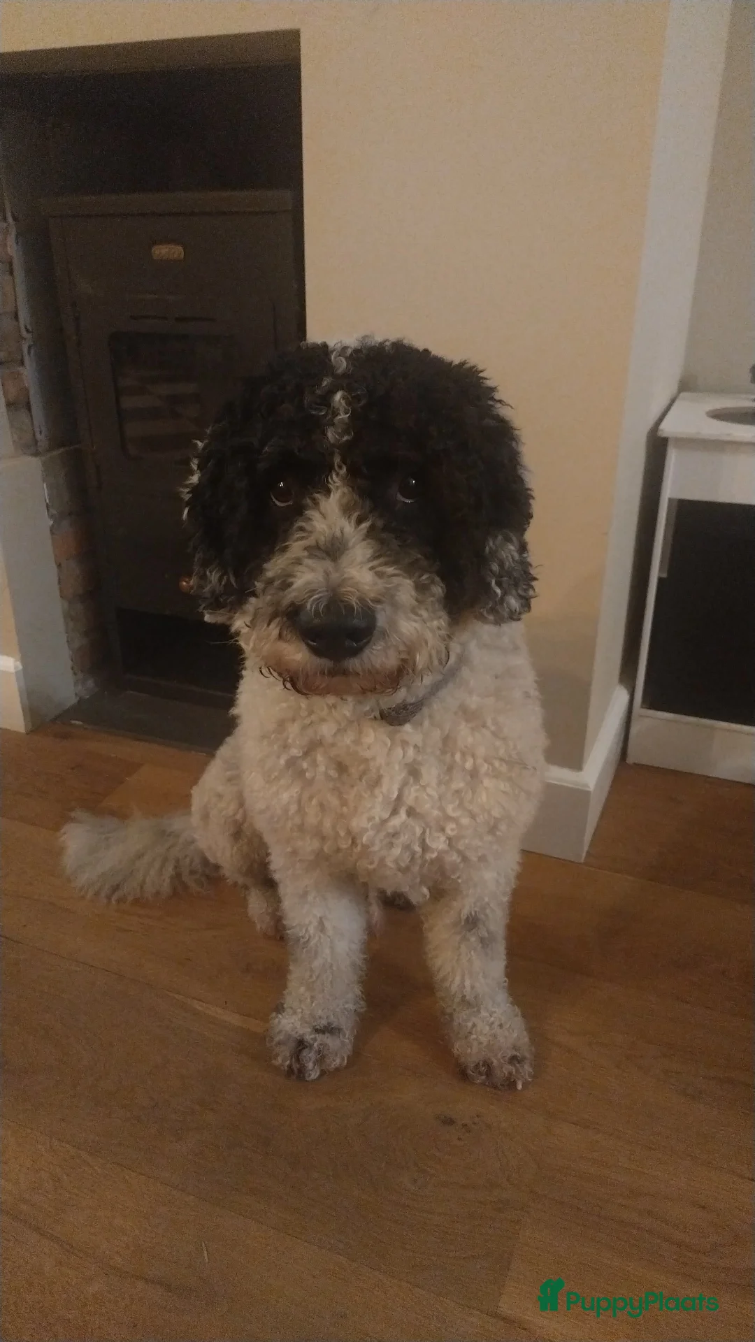 Spaanse Waterhond honden ter dekking: Dekreu Spaanse waterhond - Advertentie 2