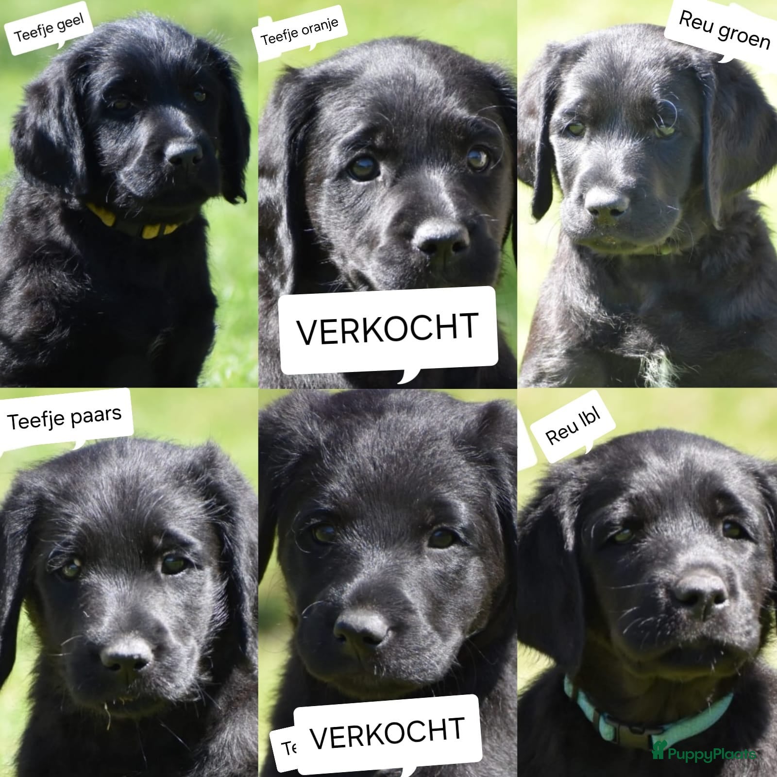 Labradoodle honden 🐾 nog 4 Labradoodles mogen meteen naar nieuw 🏡 - Advertentie 9